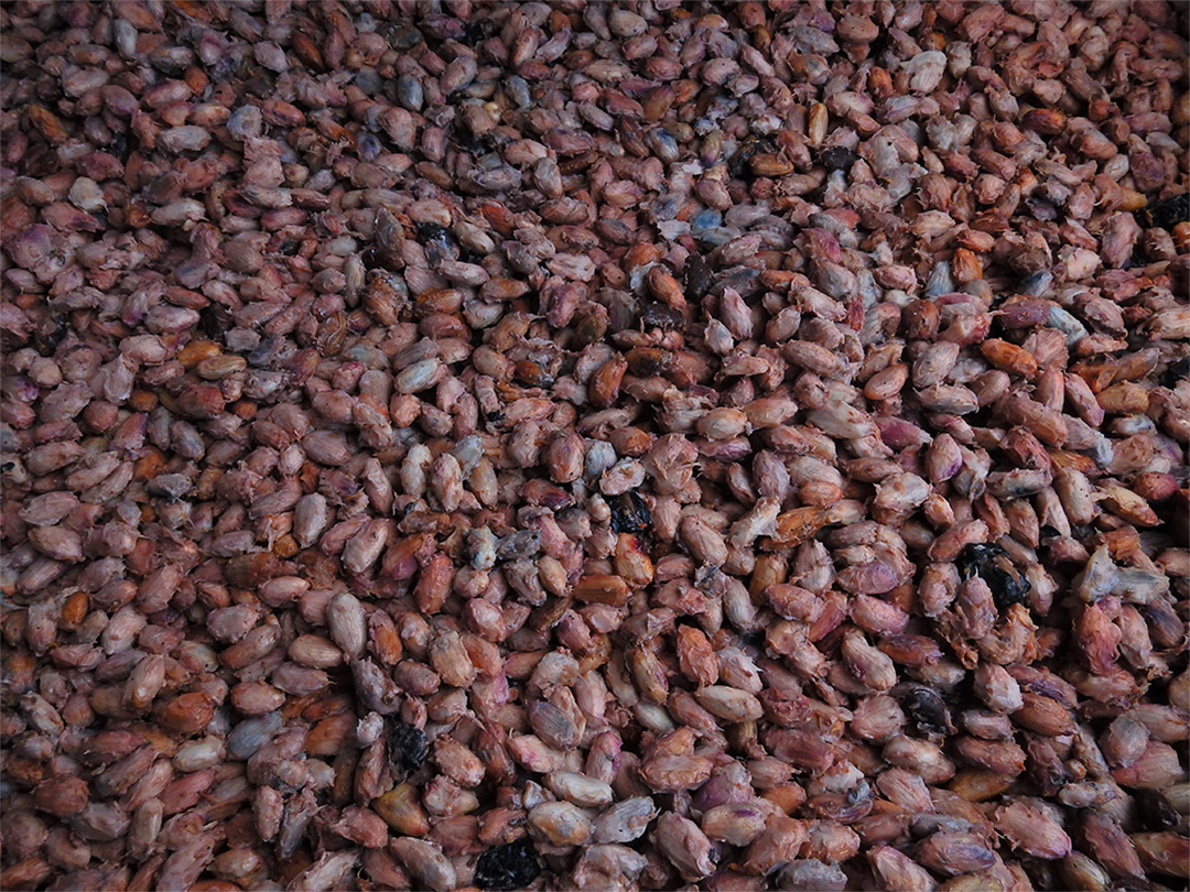 Cacao farm experience