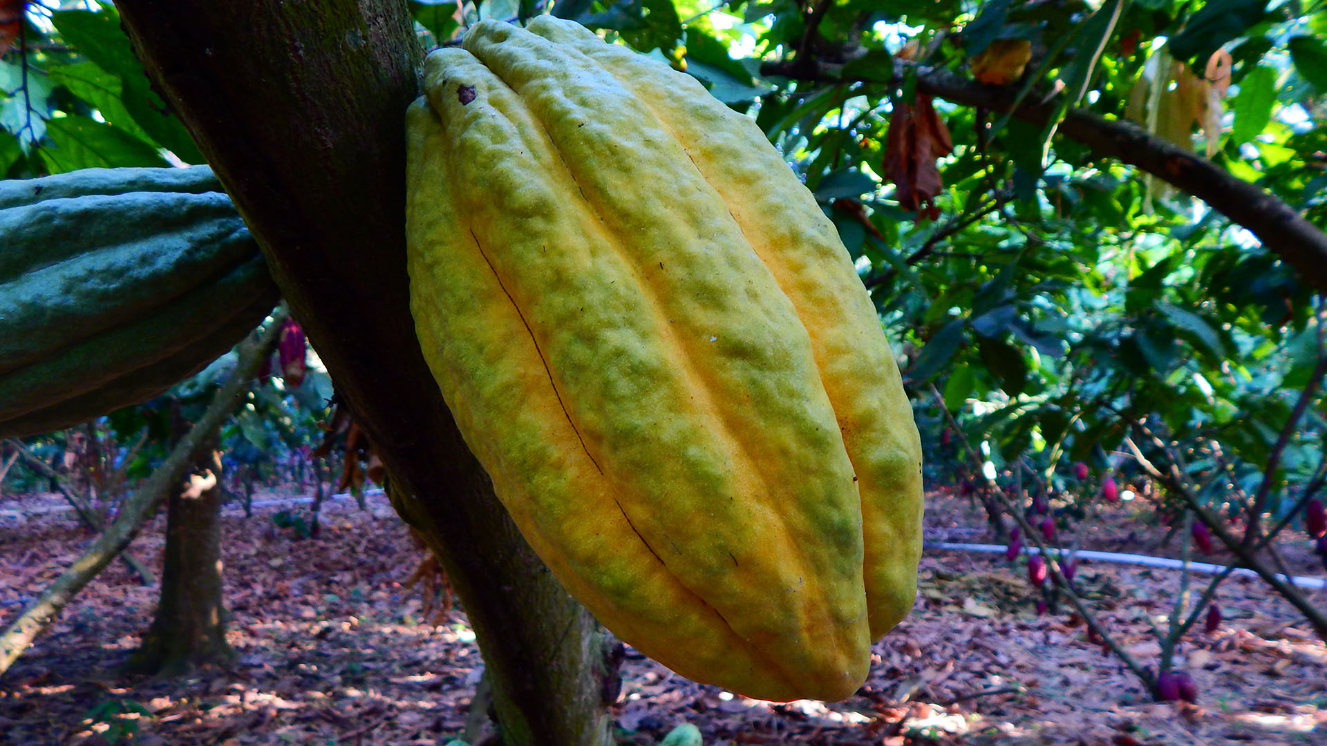 Cloud Forest & Cacao Farm Experiential Tourism