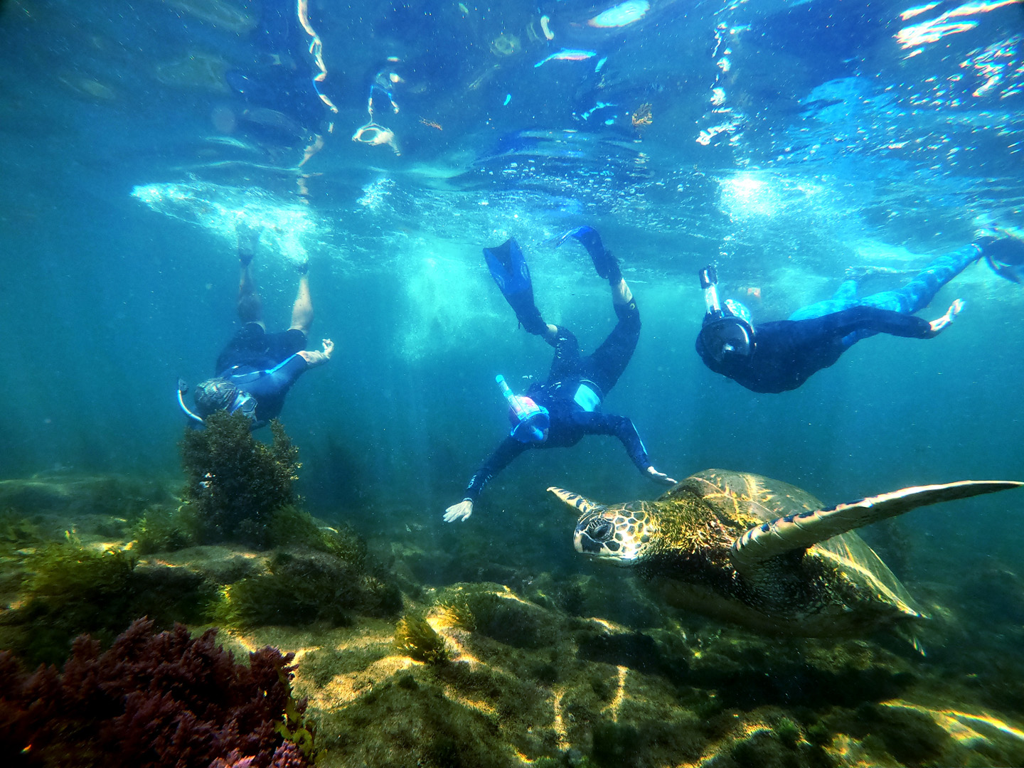 Galapagos scuba diving – 6 days